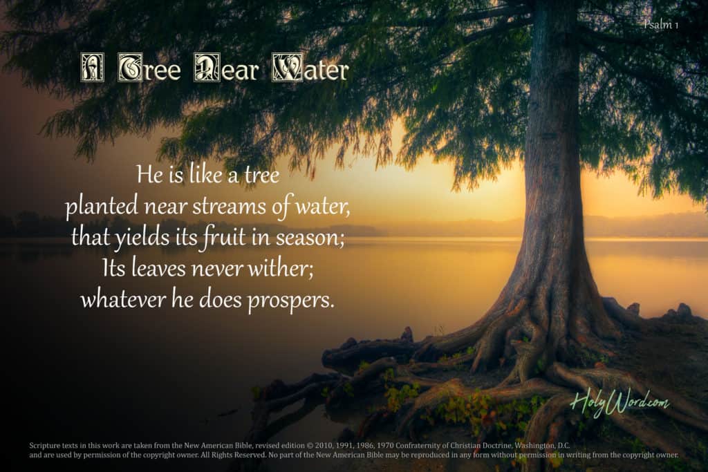 Psalm 1 – A Tree Near Water – HolyWord.com